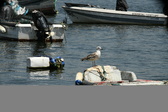 Enlarge photo 116