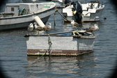 Enlarge photo 125