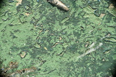 Enlarge photo 176