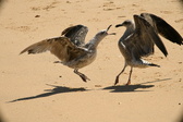 Enlarge photo 195
