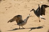 Enlarge photo 196