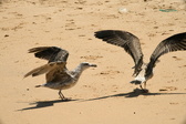 Enlarge photo 197