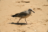 Enlarge photo 199