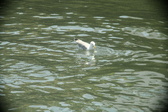 Enlarge photo 263