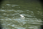 Enlarge photo 264