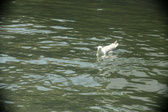 Enlarge photo 265