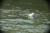 Enlarge photo 266