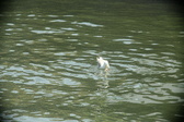 Enlarge photo 267