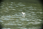 Enlarge photo 268