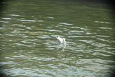 Enlarge photo 270