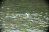 Enlarge photo 271