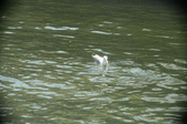 Enlarge photo 272