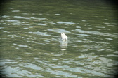 Enlarge photo 273