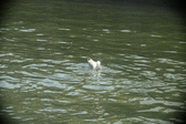 Enlarge photo 274