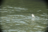 Enlarge photo 275