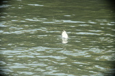 Enlarge photo 276