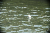 Enlarge photo 277