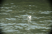 Enlarge photo 278