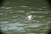 Enlarge photo 279