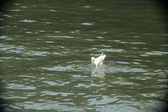 Enlarge photo 280