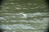 Enlarge photo 284