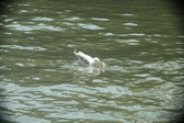 Enlarge photo 285