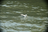 Enlarge photo 286