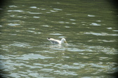 Enlarge photo 287