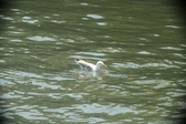 Enlarge photo 288
