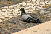 Enlarge photo 594