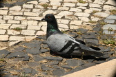 Enlarge photo 595