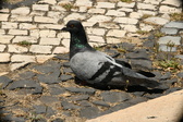 Enlarge photo 597