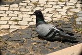 Enlarge photo 598