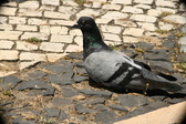 Enlarge photo 599