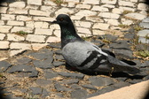Enlarge photo 600