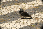 Enlarge photo 601