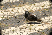 Enlarge photo 603