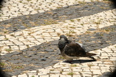 Enlarge photo 607