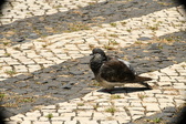 Enlarge photo 608
