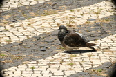 Enlarge photo 609