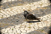 Enlarge photo 610