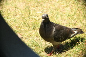 Enlarge photo 612