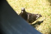 Enlarge photo 613