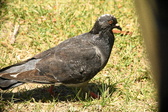 Enlarge photo 614