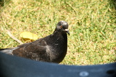 Enlarge photo 615