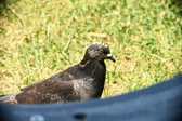 Enlarge photo 616