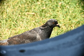 Enlarge photo 617