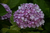 Enlarge photo 656