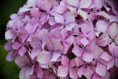 Enlarge photo 658