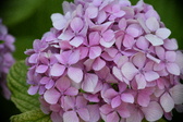 Enlarge photo 659